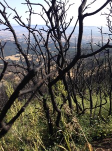 A fire last year left part of the mountain looking like this: beauty after the pain.