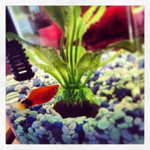 My Fishey Squishy...A Mickey Mouse Platty